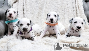 Photo №1. dalmatian dog - for sale in the city of Berlin | 400$ | Announcement № 38246