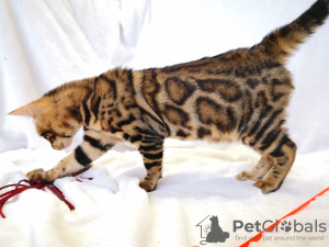 Photo №2 to announcement № 9292 for the sale of bengal cat - buy in Belarus from nursery