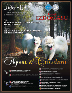 Photo №3. Samoyed Puppy IZDOMASU Entimos. Russian Federation