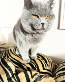 Photo №2 to announcement № 169920 for the sale of british shorthair - buy in Germany breeder