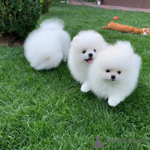 Photo №3. Introducing adorable Pomeranian puppies!. Finland