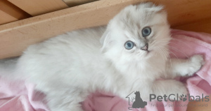 Photo №1. scottish fold - for sale in the city of Trier | 423$ | Announcement № 57415