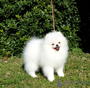 Photo №2 to announcement № 37945 for the sale of  - buy in Turkey breeder