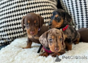 Photo №1. dachshund - for sale in the city of Göppingen | 361$ | Announcement № 171438