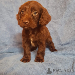 Photo №1. american cocker spaniel - for sale in the city of Гамбург | Is free | Announcement № 95083
