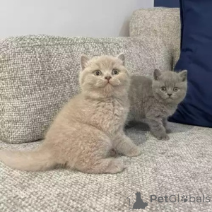 Photo №2 to announcement № 173836 for the sale of british shorthair - buy in United Kingdom private announcement, breeder