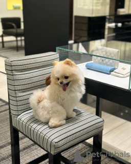 Photo №2 to announcement № 132469 for the sale of  - buy in Belgium breeder