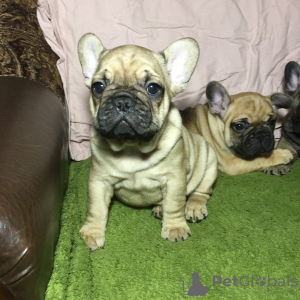 Photo №1. french bulldog - for sale in the city of Нежин | 400$ | Announcement № 8531
