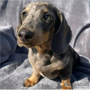 Photo №2 to announcement № 121726 for the sale of  - buy in Russian Federation breeder