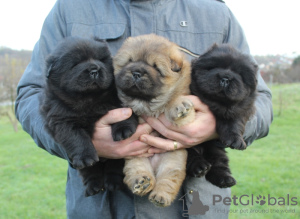 Photo №1. chow chow - for sale in the city of Belgrade | negotiated | Announcement № 126079