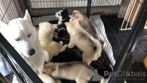 Photo №4. I will sell siberian husky in the city of Goslar. private announcement, from nursery - price - 317$