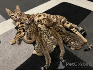 Photo №2 to announcement № 134862 for the sale of bengal cat - buy in Germany private announcement