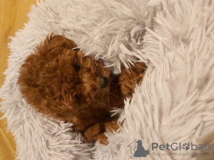 Photo №2 to announcement № 85407 for the sale of poodle (toy) - buy in Poland breeder