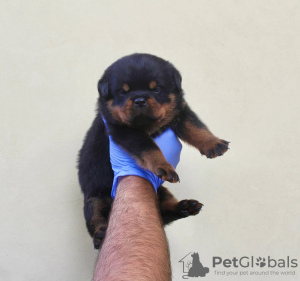 Photo №1. rottweiler - for sale in the city of Франкфурт-на-Майне | Is free | Announcement № 86627