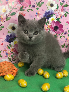 Photo №2 to announcement № 6327 for the sale of british shorthair - buy in Russian Federation private announcement, from nursery, breeder