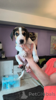 Photo №3. Russian Hound puppies. We're a month and a half old.. Germany