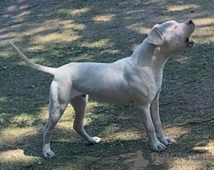 Photo №2 to announcement № 19726 for the sale of dogo argentino - buy in Russian Federation from nursery