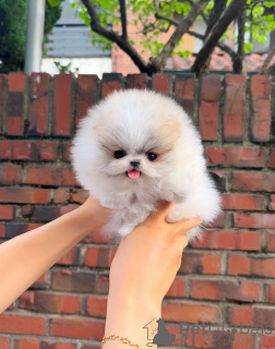 Photo №2 to announcement № 171947 for the sale of pomeranian - buy in Czech Republic private announcement, breeder