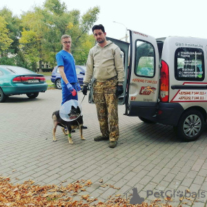 Photo №1. Services for the delivery and transportation of cats and dogs in the city of Minsk. Announcement № 9413