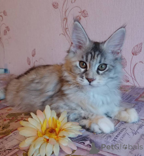 Photo №2 to announcement № 137761 for the sale of maine coon - buy in Germany private announcement