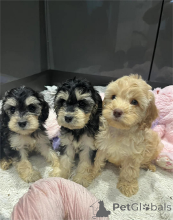 Photo №1. american cocker spaniel - for sale in the city of Blvelop | 329$ | Announcement № 153880