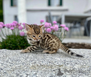 Photo №3. Stunning Bengal kitten For Sale. United States