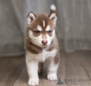 Photo №2 to announcement № 99743 for the sale of siberian husky - buy in United Kingdom breeder