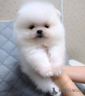 Photo №1. pomeranian - for sale in the city of Malmo | 465$ | Announcement № 165150