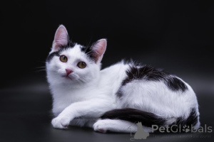 Photo №4. I will sell  in the city of Moscow river. private announcement - price - Is free