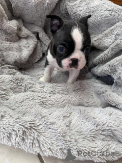 Photo №1. boston terrier - for sale in the city of Berkel en rodenrijs | negotiated | Announcement № 177753