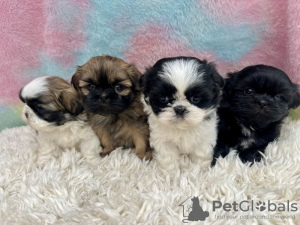 Photo №1. shih tzu - for sale in the city of New York | 300$ | Announcement № 99268