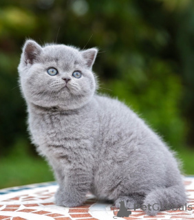 Photo №2 to announcement № 176624 for the sale of british shorthair - buy in Australia private announcement