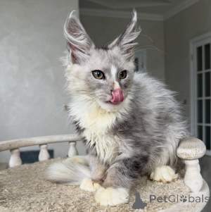 Photo №1. maine coon - for sale in the city of Bremen | negotiated | Announcement № 154635