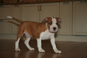 Photo №2 to announcement № 4271 for the sale of american staffordshire terrier - buy in Russian Federation from nursery