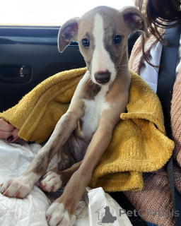 Photo №2 to announcement № 154045 for the sale of whippet - buy in Germany private announcement