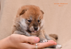 Photo №1. shiba inu - for sale in the city of Ukhta | 532$ | Announcement № 4006