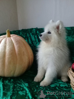 Photo №4. I will sell samoyed dog in the city of Chelyabinsk. private announcement, breeder - price - 445$