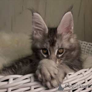 Photo №2 to announcement № 161195 for the sale of maine coon - buy in Germany breeder