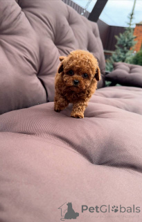 Photo №3. My puppies are up-to-date on vaccinations ready for delivery. United States