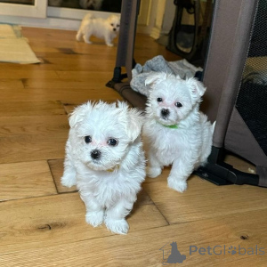 Photo №1. maltese dog - for sale in the city of GENESTROO | negotiated | Announcement № 158346