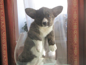 Photo №2 to announcement № 2021 for the sale of welsh corgi - buy in Belarus from nursery