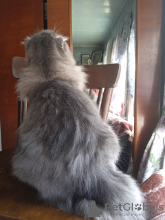 Photo №2 to announcement № 25773 for the sale of highland fold - buy in Russian Federation from nursery