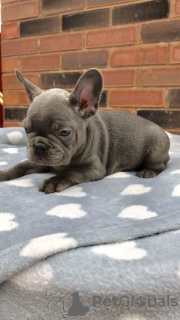 Photo №1. french bulldog - for sale in the city of Berlin | negotiated | Announcement № 115819