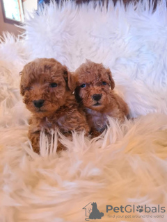 Photo №4. I will sell poodle (royal), poodle (dwarf) in the city of Vilovo. breeder - price - 634$