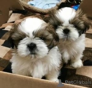 Photo №3. Adorable Shih Tzu Puppies for free adoption. Germany