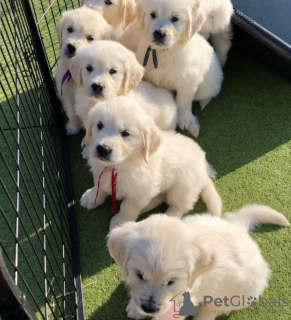 Photo №2 to announcement № 36961 for the sale of golden retriever - buy in United States breeder