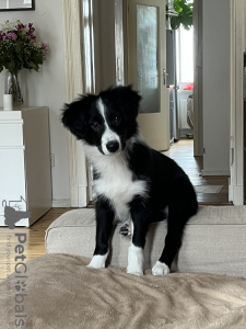 Photo №3. Border collie puppy, thoroughbred. Germany