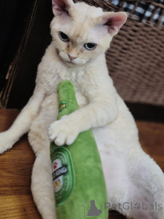 Photo №2 to announcement № 171579 for the sale of devon rex - buy in Germany private announcement
