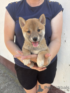 Photo №2 to announcement № 151756 for the sale of shiba inu - buy in Serbia breeder