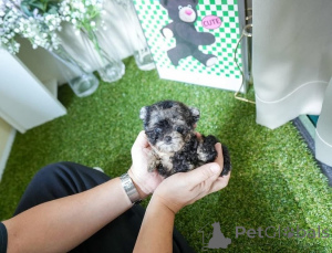 Photo №2 to announcement № 154329 for the sale of maltese dog - buy in United States breeder